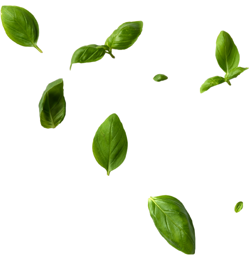 Basil v2.png
