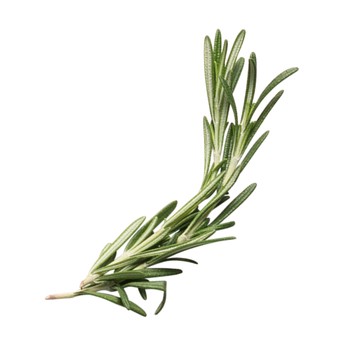 Rosemoary@2x.png